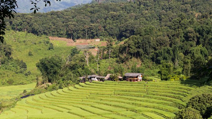 Les réserves naturelles à ne pas manquer en Thaïlande